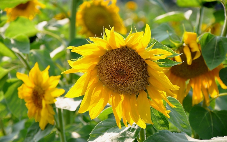 Цветы похожие на подсолнух