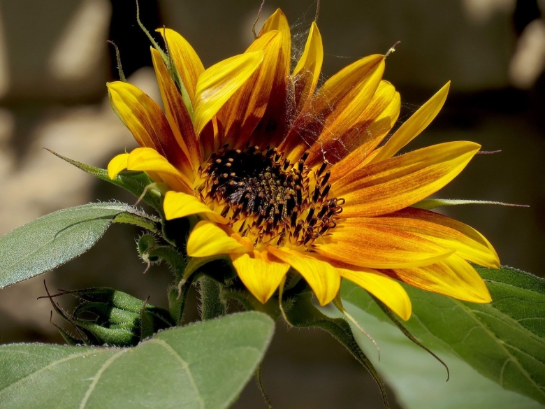 Helianthus annuus Florenza