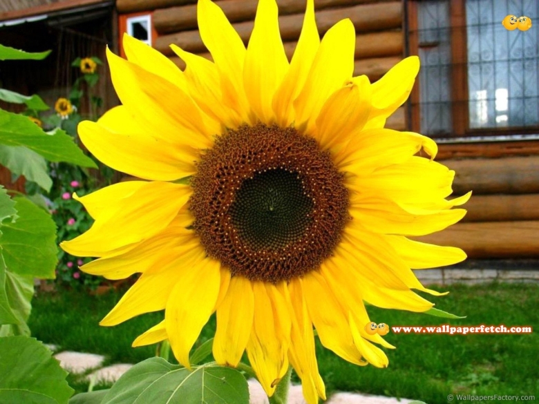 Цветы похожие на Подсолнухи название