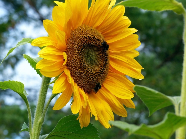 Листья подсолнуха