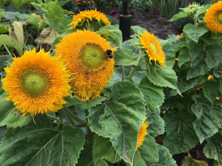 Подсолнечник плюшевый мишка НК