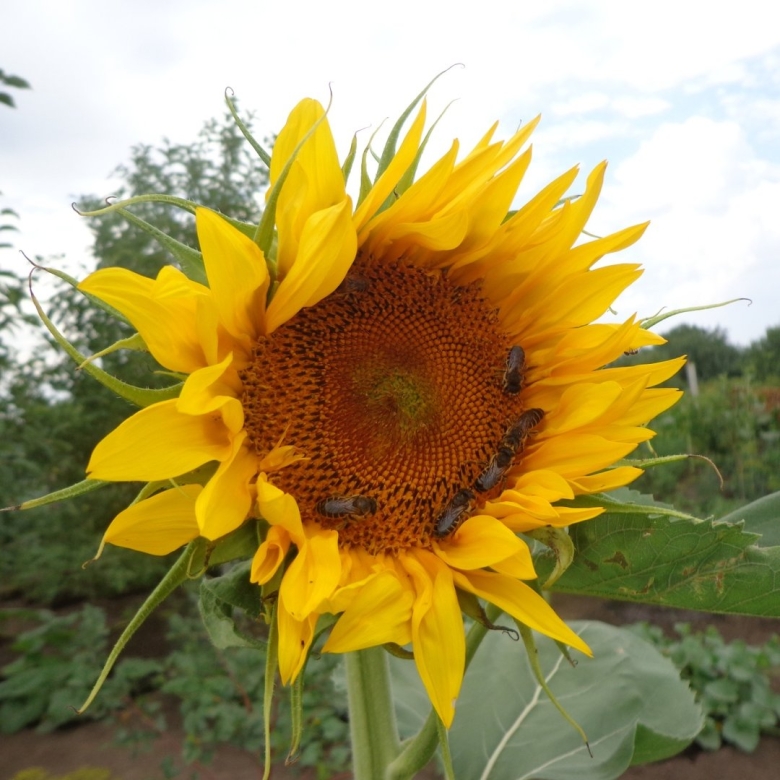 Подсолнечник красное солнышко