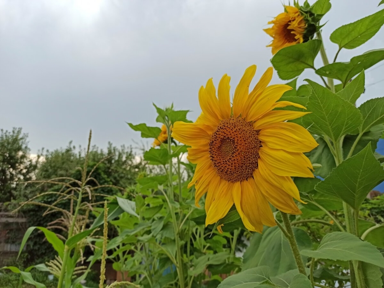 Подсолнечник в Узбекистане