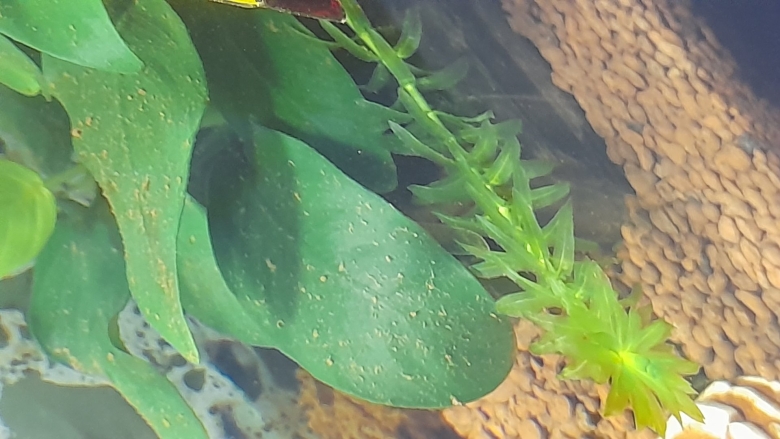 Элодея аквариумное растение