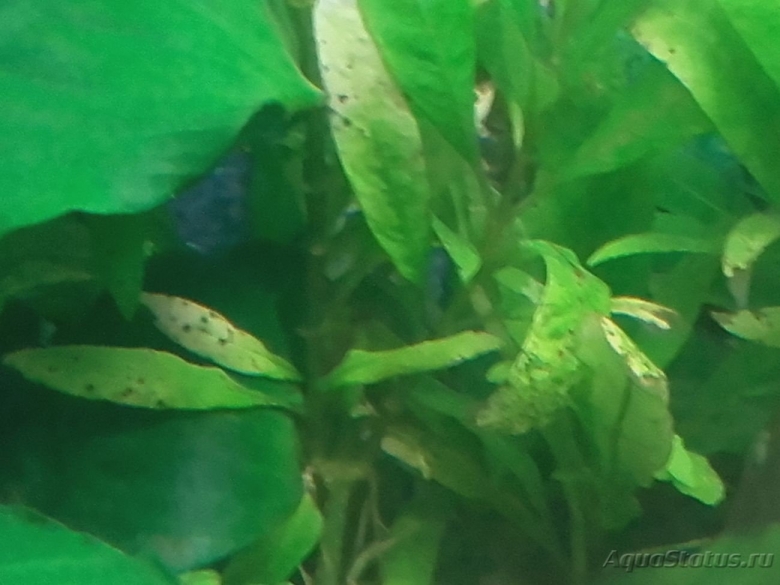 Диатомовые водоросли в аквариуме