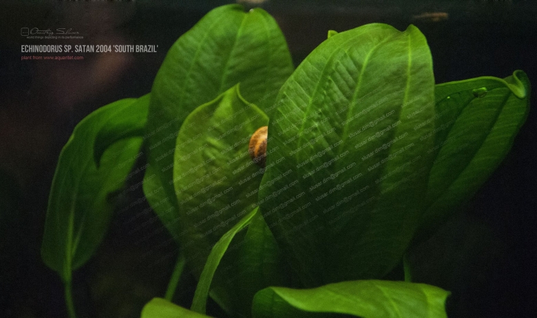 Эхинодорус физалис