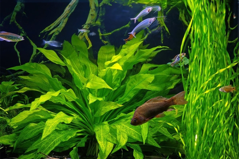 Быстрорастущие аквариумные рыбки