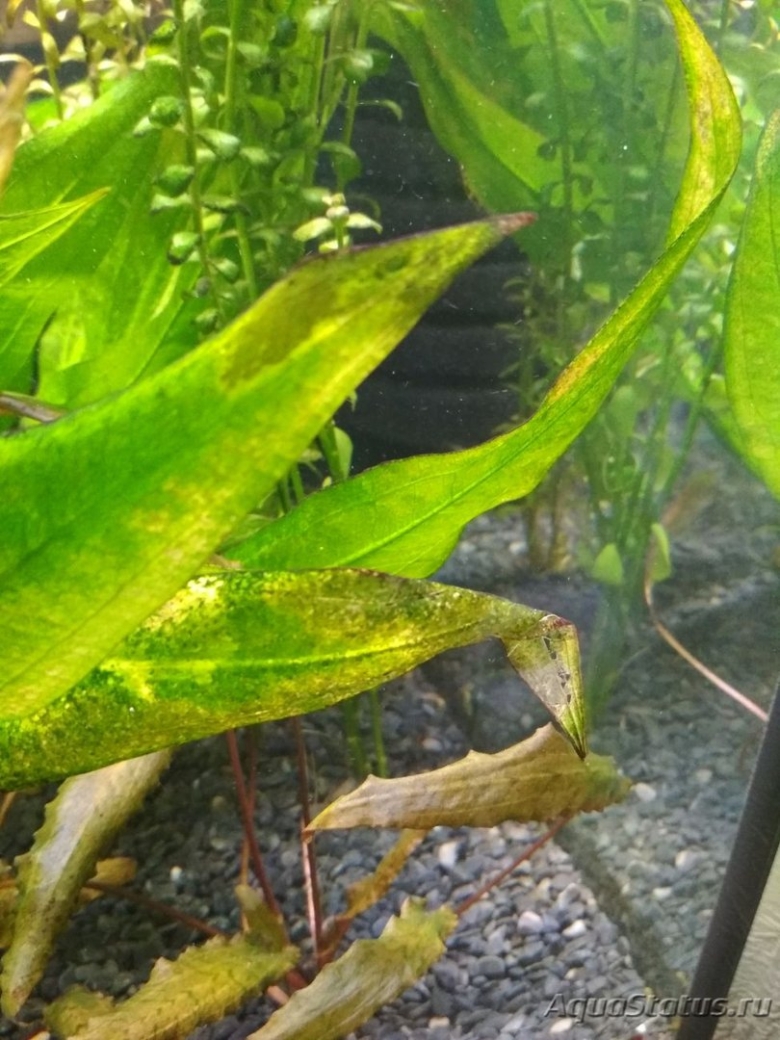 Болезни аквариумных растений