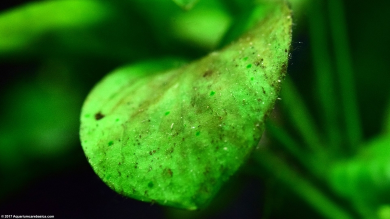 Хлороз у анубиаса