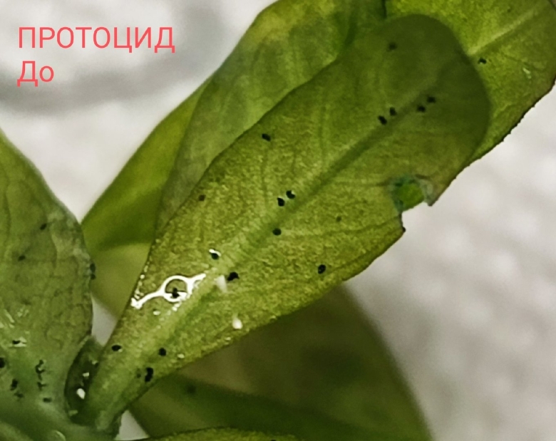 Паутмнныйклещ на кротоне