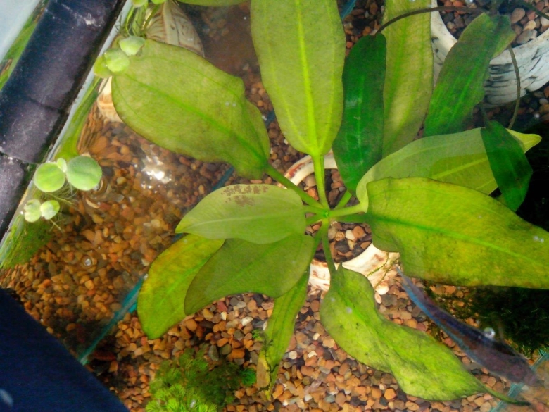 Хлороз у эхинодоруса