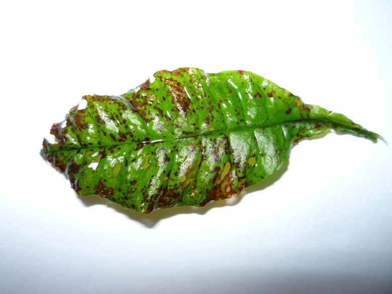 Паутинный клещ на папоротнике