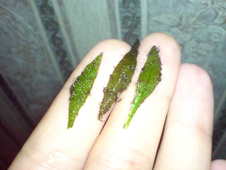 Наросты на аквариумных растениях