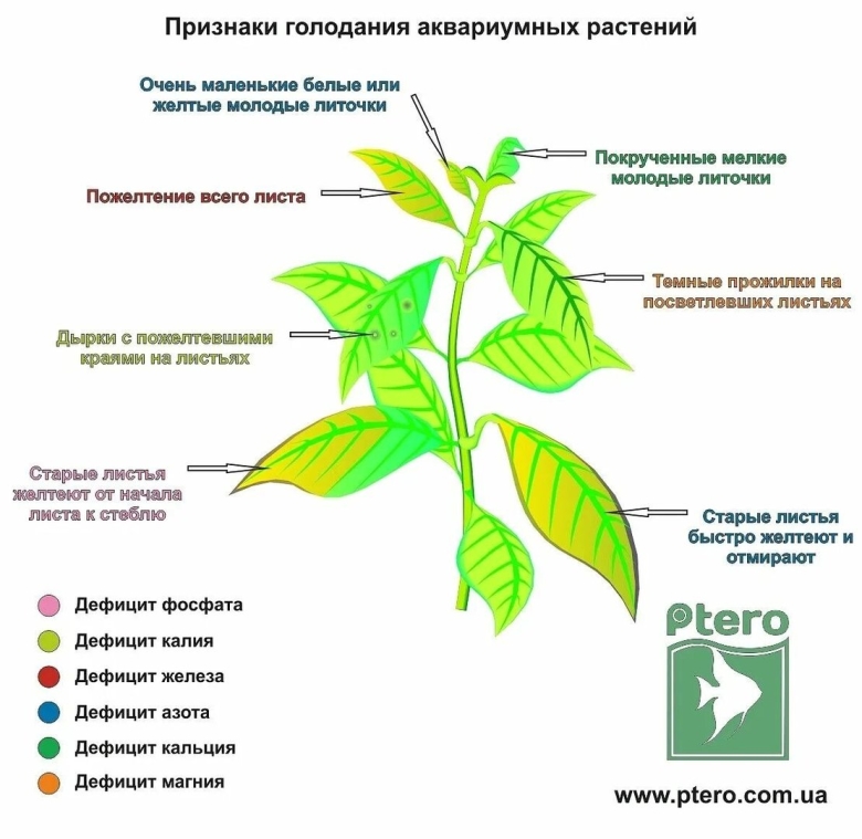 Дефицит питания аквариумных растений