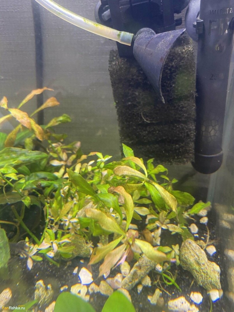 Аквариумное растение с дырявыми листьями