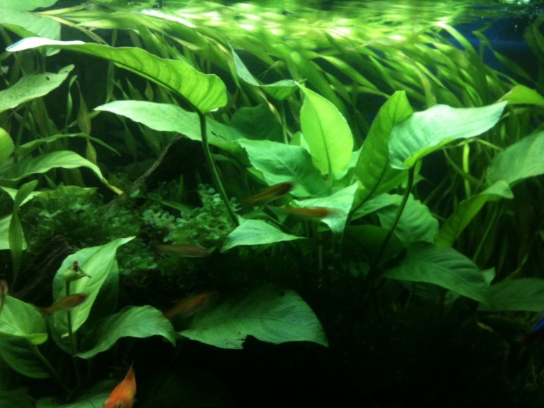 Черная борода водоросли в аквариуме