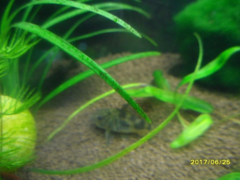 Чёрная борода в аквариуме