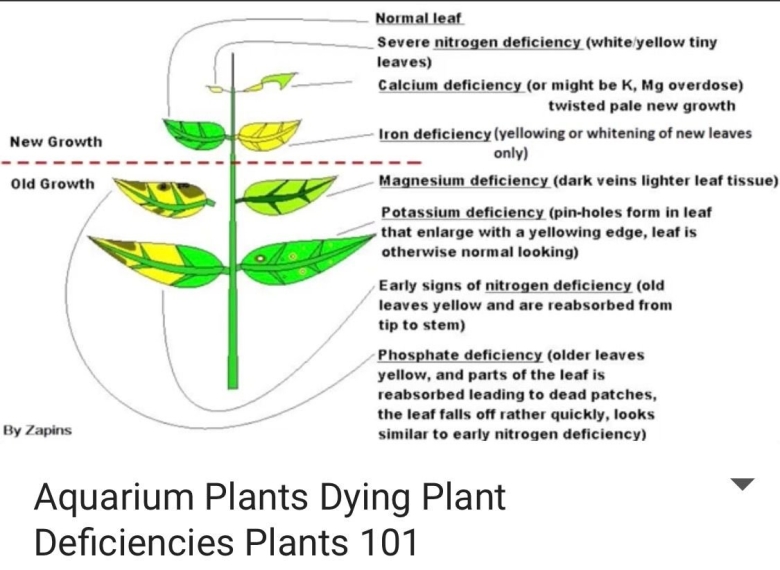 Таблица нехватки микроэлементов у растений