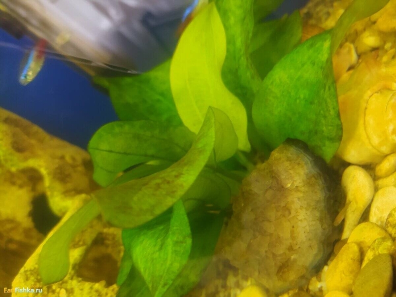 Болезни аквариумных растений