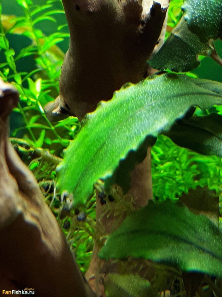 Что такое Буцефаландра водоросль