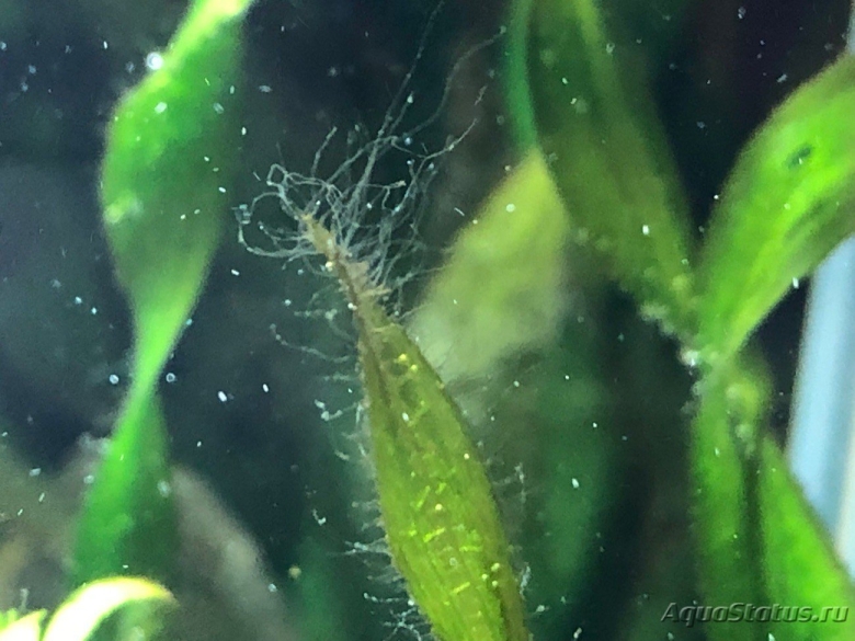 Черная борода водоросль на валлиснерии