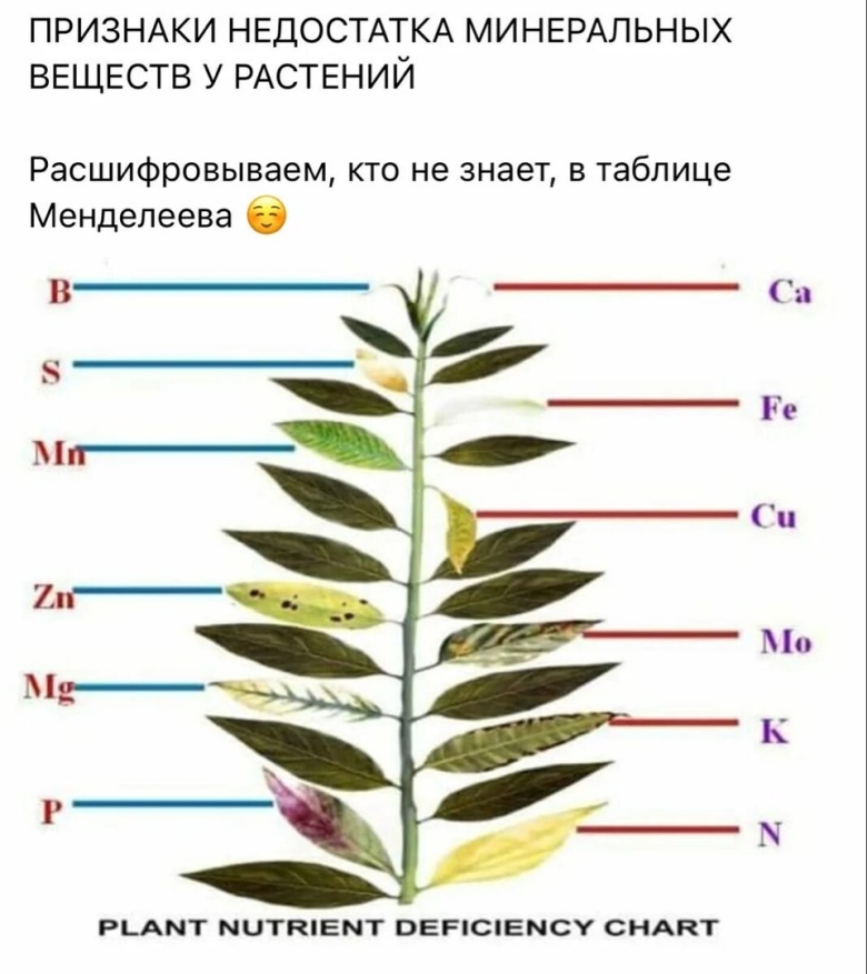 Недостаток микроэлементов у растений