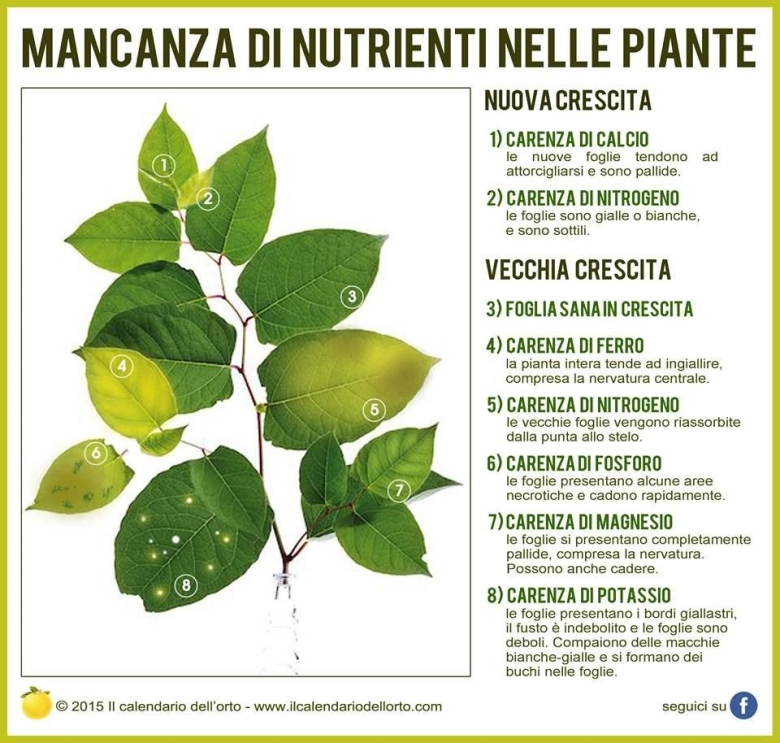 Признаки нехватки микроэлементов у аквариумных растений