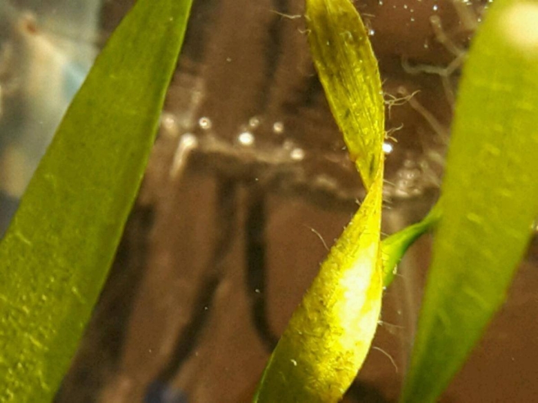 Черная борода водоросль на валлиснерии