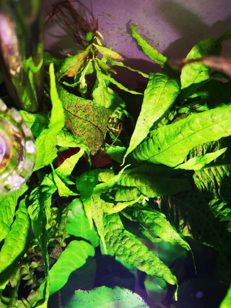 Заболевания аквариумных растений