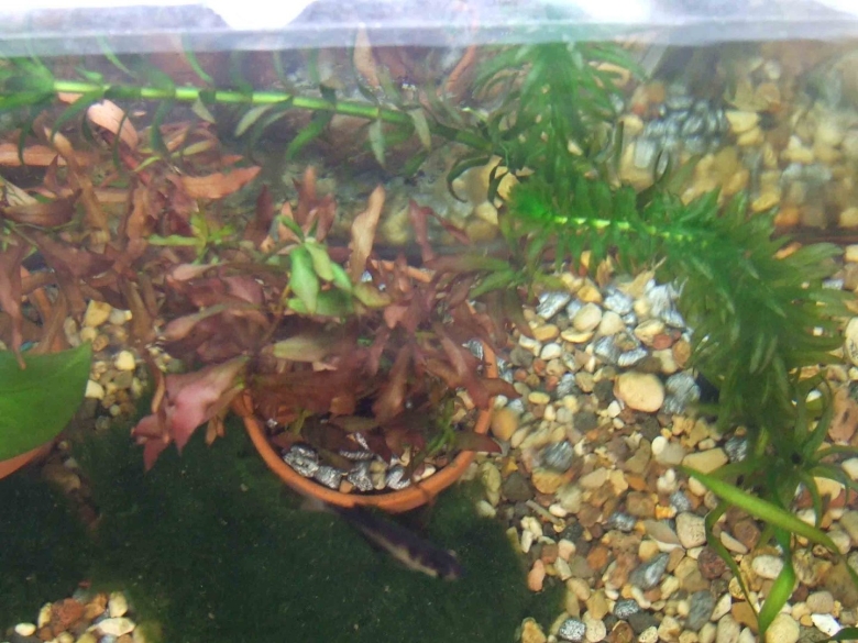 Аквариумное растение