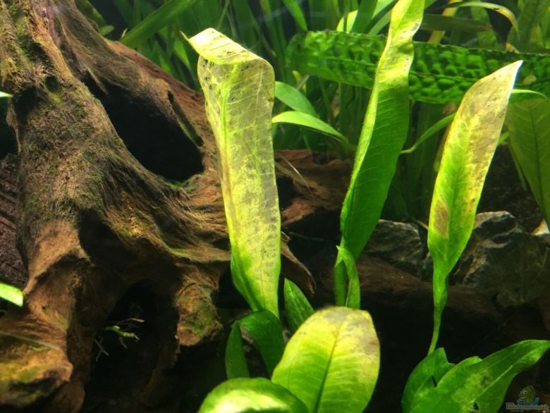 Валлиснерия гигантская аквариумное растение