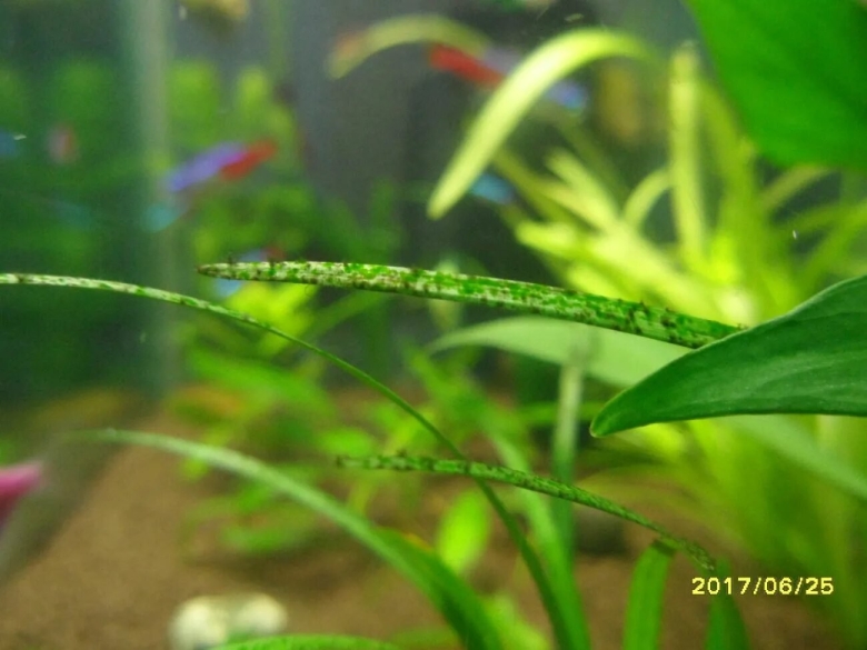 Чёрная борода в аквариуме