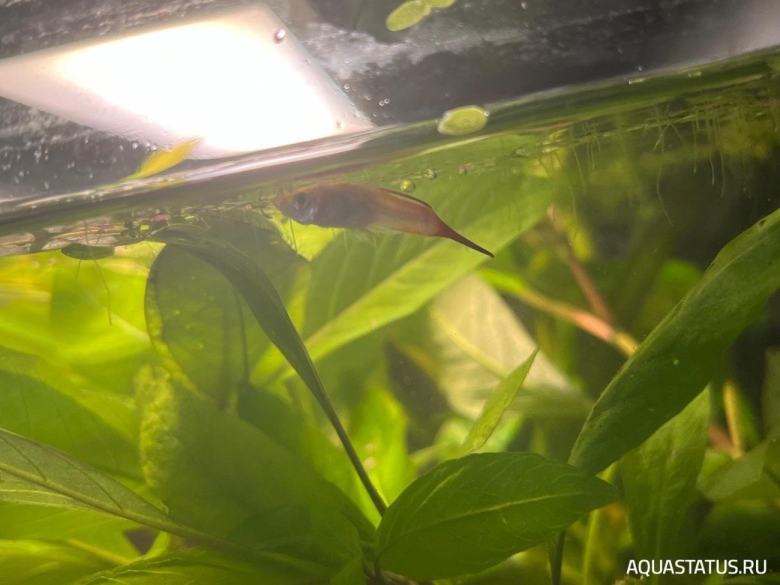 Отоцинклюс аквариумная рыбка