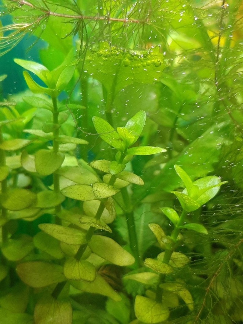 Редкие аквариумные растения