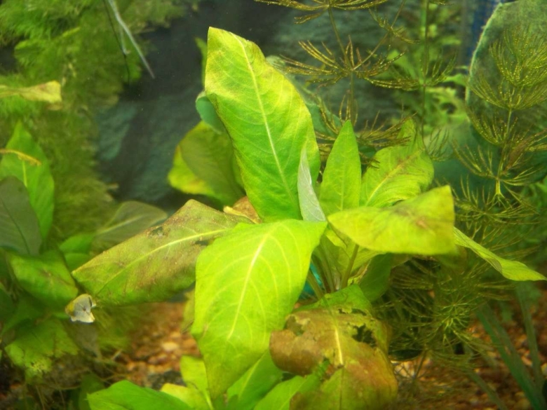 Лимонник красный аквариумное растение