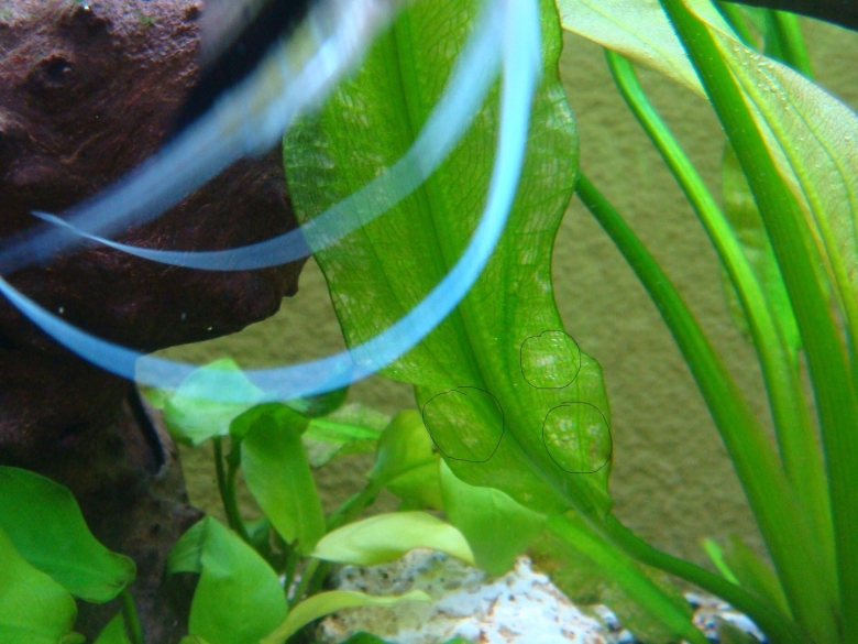 Аквариумное растение