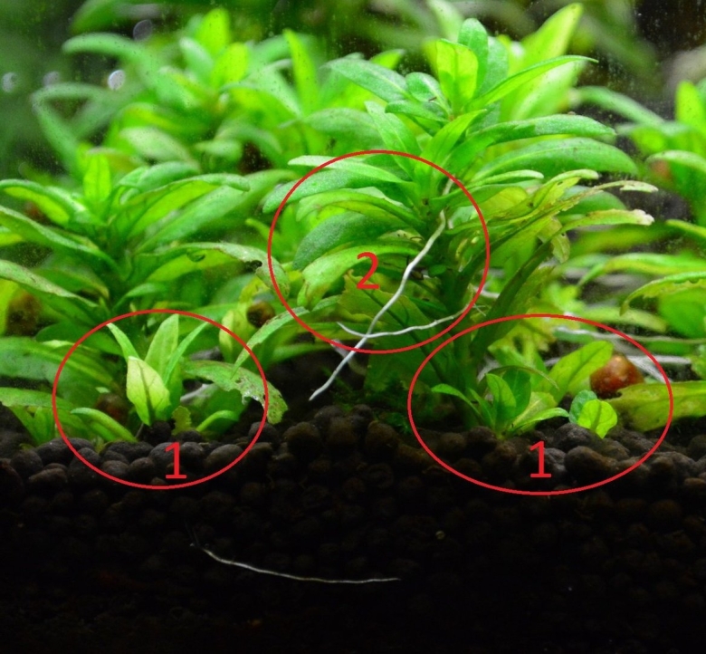 Стаурогин Репенс желтеет