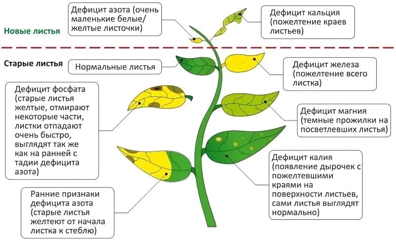 Недостаток микроэлементов у растений