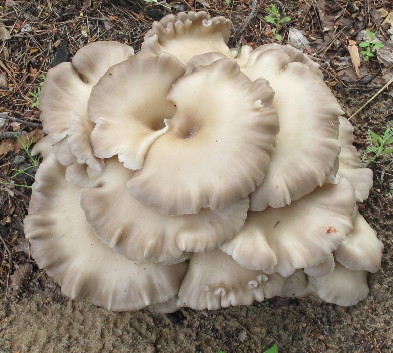 Вешенка говорушка древесные