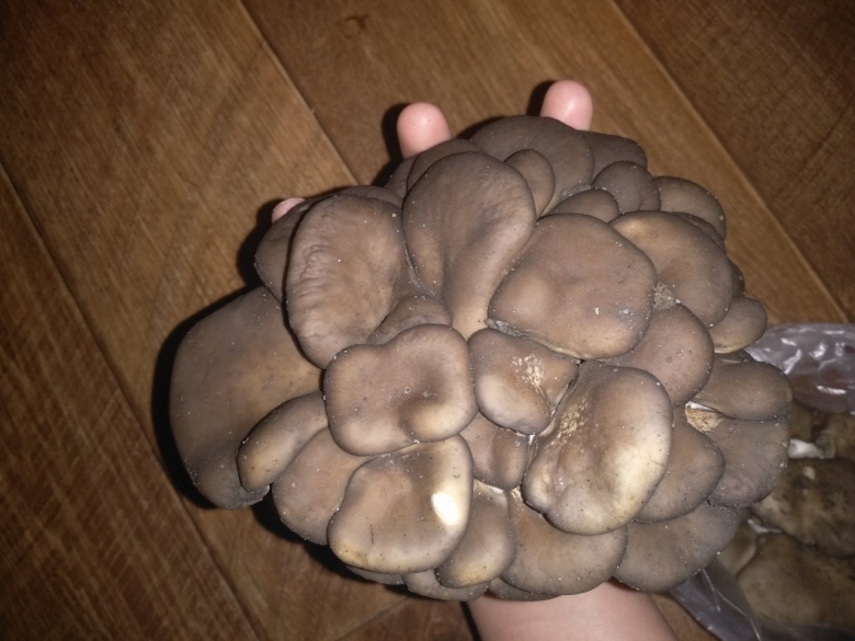 Какой Земляной гриб похож на вешенку