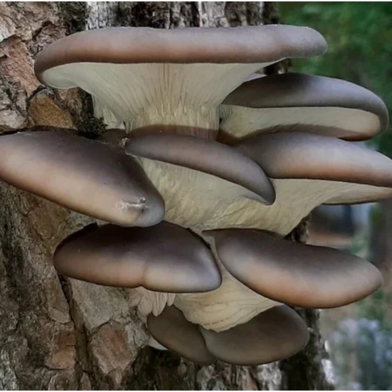 Вешенка поздняя Panellus serotinus