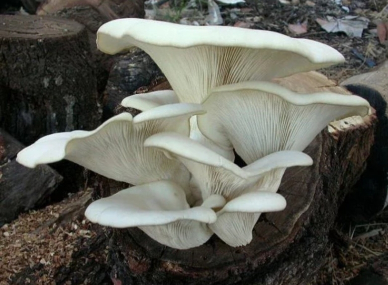 Вешенка легочная Pleurotus pulmonarius