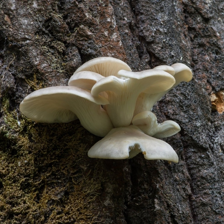 Вешенка (pleurotus ostreatus)