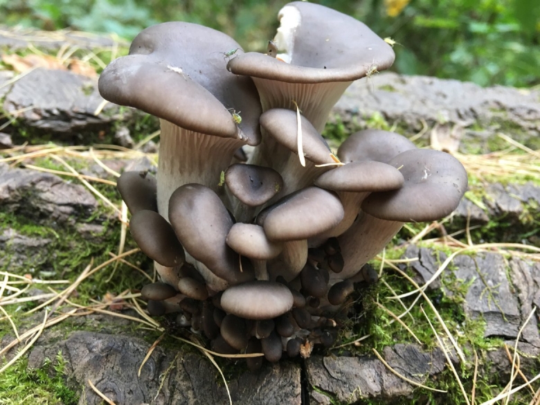 Вёшенка обыкновенная гриб