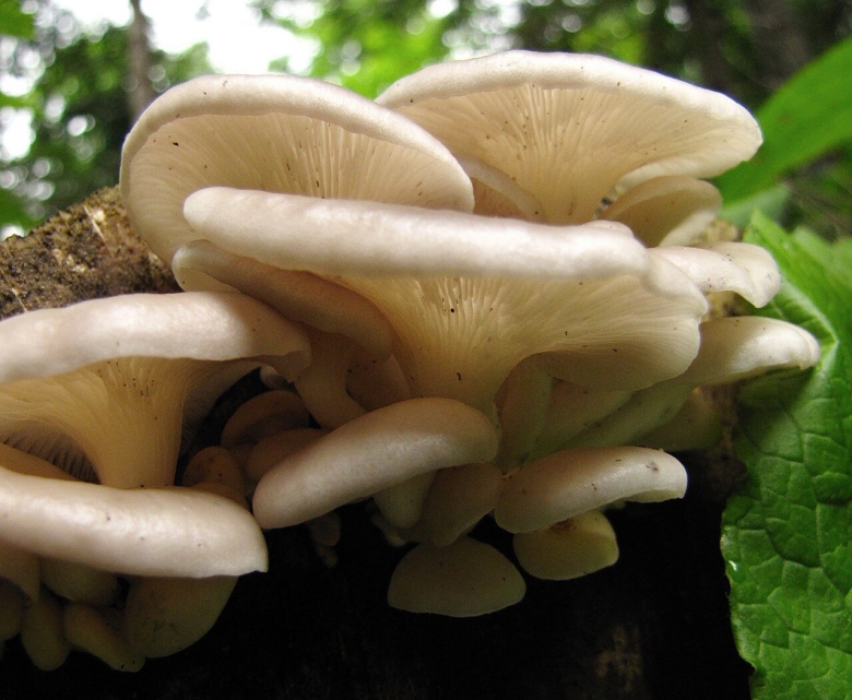 Гриб легочная вешенка