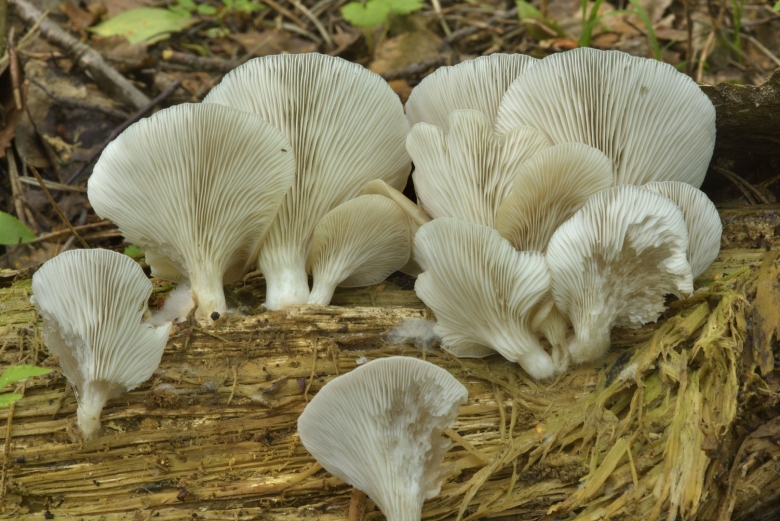 Вешенка обыкновенная (pleurotus ostreatus)