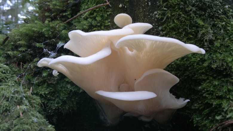 Гриб Королевская вешенка