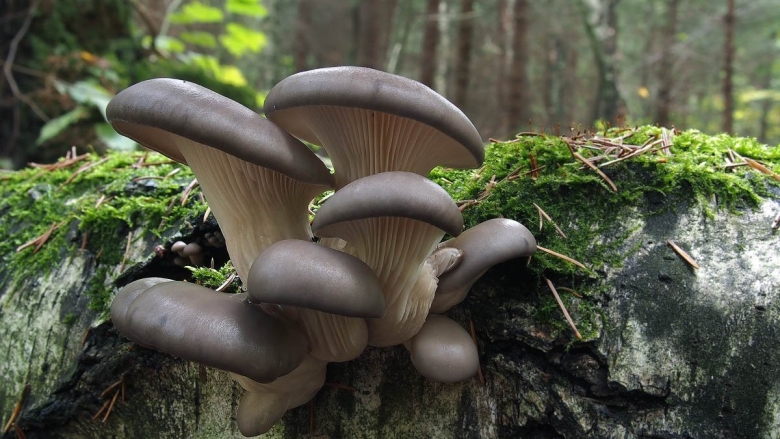 Вешенка обыкновенная (pleurotus ostreatus)