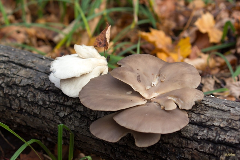 Вёшенка обыкновенная