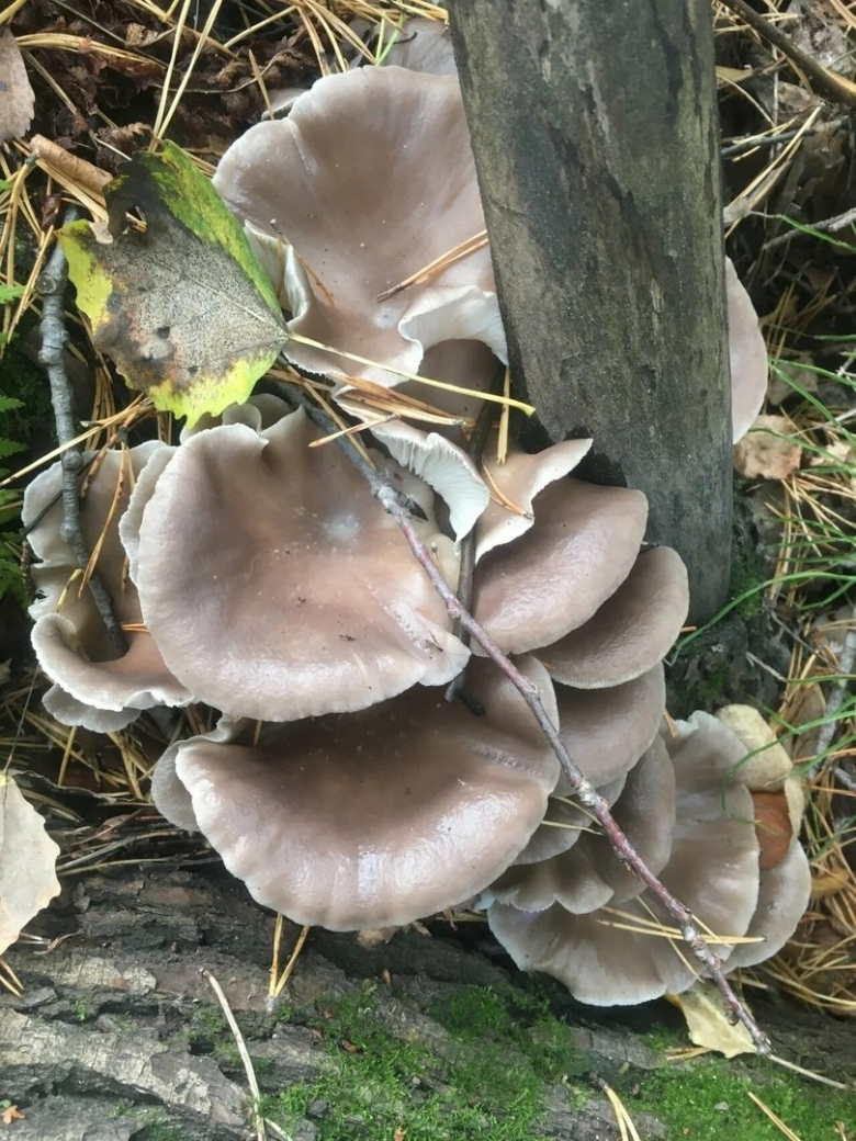 Вёшенка устричная